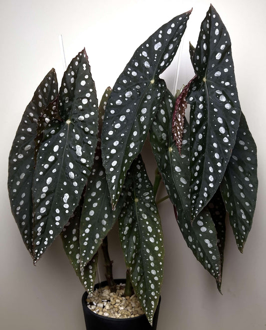 Begonia ‘Sierra Mountain King’ is a cane-like hybrid between Begonia maculata and Begonia lubbersii, forming a vigorous, upright bush. Its elongated angel-wing leaves are dark green with prominent silvery spots and reddish undersides.