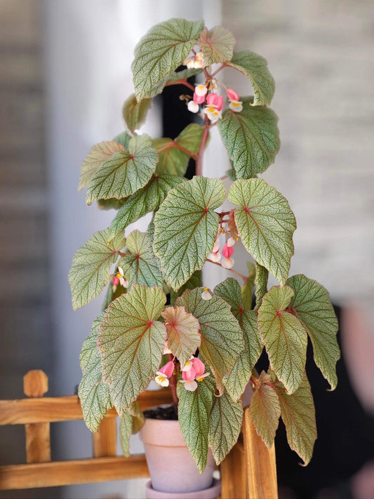 Begonia 'Sinbad' is a striking hybrid begonia known for its attractive foliage and vibrant blooms. A cross between Begonia dipetala and a shrubby cane-type begonia, it features thick, cane-like stems and wing-shaped leaves with a silvery-green, pebbled texture. The plant produces clusters of small, pink, pendulous flowers that bloom from winter through summer.