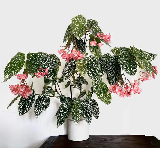 Begonia 'Snow Capped' is a fast-growing, cane-like hybrid known for its striking foliage and ease of care. This cultivar features medium green, oval-shaped leaves adorned with numerous white spots, giving it a snow-dusted appearance. It produces pink to rosy-pink flowers in bright light, which hang in medium-sized clusters, making it an excellent choice for hanging baskets or as a bushy tabletop plant.