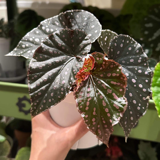 Begonia ‘Snowflex’ is a hybrid begonia with deep green leaves decorated with white to light pink spots. The leaf edges are lined with a delicate ring of silvery-white markings, giving the plant a striking, ornamental look.