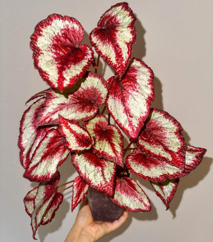Begonia 'Tambourine' is a captivating and vibrant plant that adds an exotic touch to any indoor or outdoor garden. Known for its striking foliage, this begonia features large, asymmetrical leaves with deep red, burgundy hues, and silver or white markings along the edges. The beautiful leaves create an eye-catching display, making it a standout in any collection. Though primarily grown for its foliage, Begonia 'Tambourine' may also produce small, delicate flowers under the right conditions.
