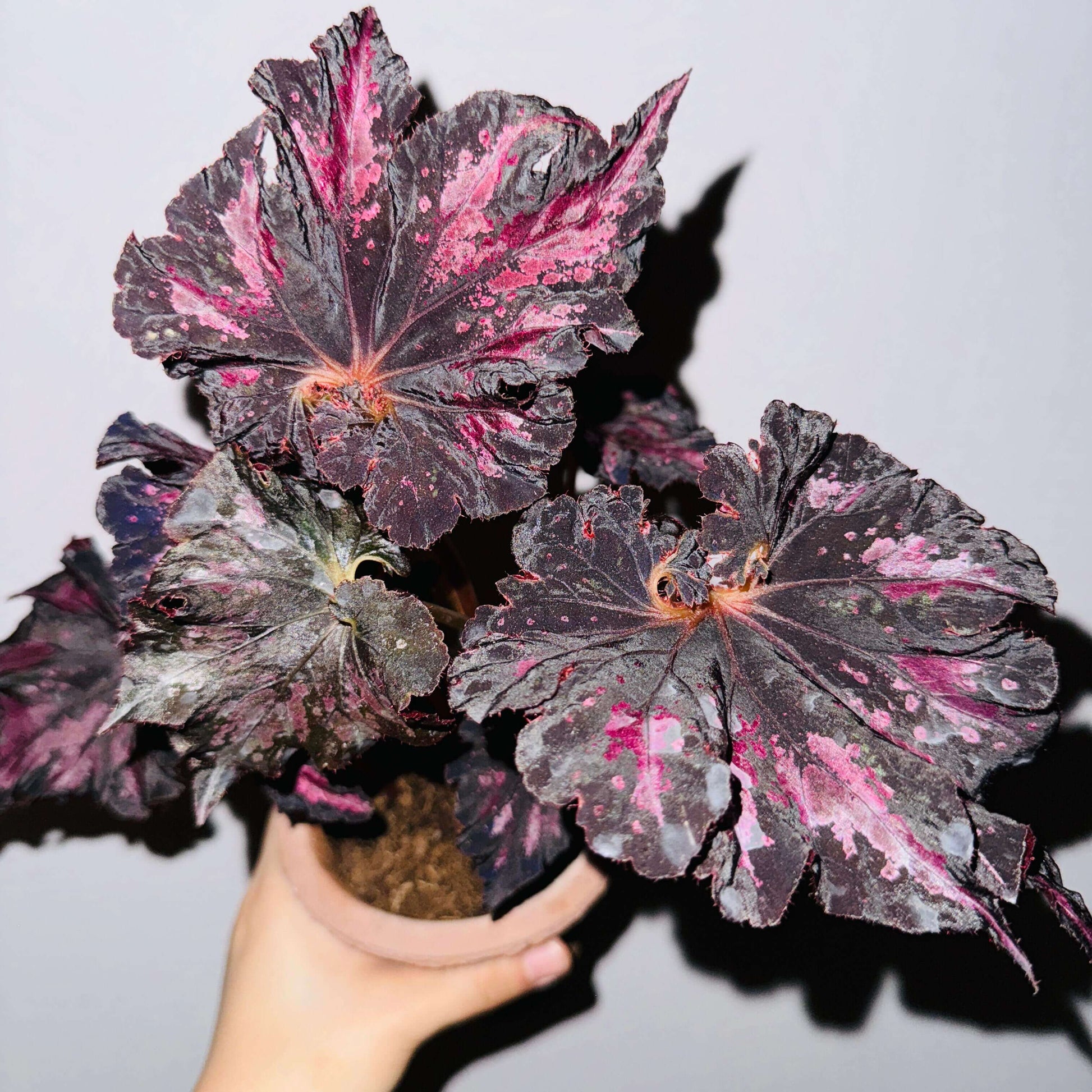 Begonia 'Thundercloud' is a striking hybrid begonia from Japan, known for its dramatic, dark leaves with stunning purple-pink markings. These unique leaves exhibit a striking metallic sheen when exposed to light, creating a dazzling, lightning-like reflection. The leaves are irregularly polygonal in shape, resembling the jagged edges of a maple leaf, with the center of the leaf spiraling in a pattern reminiscent of a snail shell.