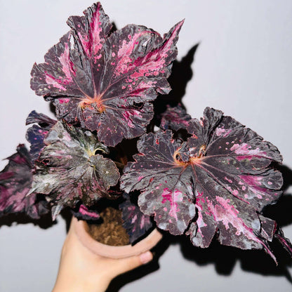 Begonia 'Thundercloud' is a striking hybrid begonia from Japan, known for its dramatic, dark leaves with stunning purple-pink markings. These unique leaves exhibit a striking metallic sheen when exposed to light, creating a dazzling, lightning-like reflection. The leaves are irregularly polygonal in shape, resembling the jagged edges of a maple leaf, with the center of the leaf spiraling in a pattern reminiscent of a snail shell.