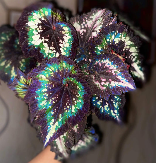 Begonia ‘Tornado’ is a striking variety of Rex Begonia celebrated for its dramatic foliage. Its large, heart-shaped leaves are a deep, velvety black, creating a bold backdrop for scattered pink and white speckles and blotches. These contrasting patterns give the plant a vivid, painterly appearance. At the center, a graceful spiral unfurls—like a gentle whirlwind—perfectly befitting its evocative name, “Tornado.”