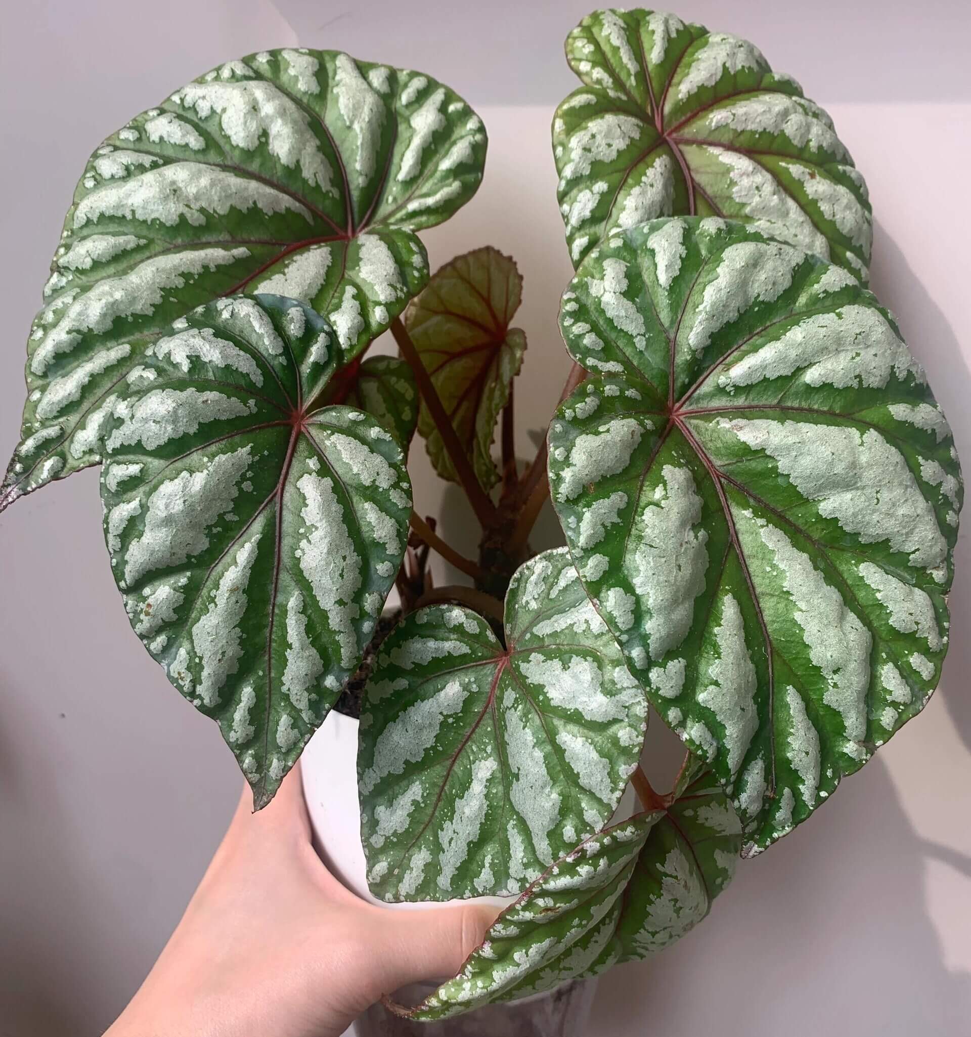 Begonia ‘Tropical Girl’ features leaves with a rich green base color, overlaid with irregular silvery-white mottling that appears brush-painted and radiates outward along the main veins, creating strong depth and contrast. The veins and petioles display subtle reddish tones, adding a distinctive touch of tropical elegance.