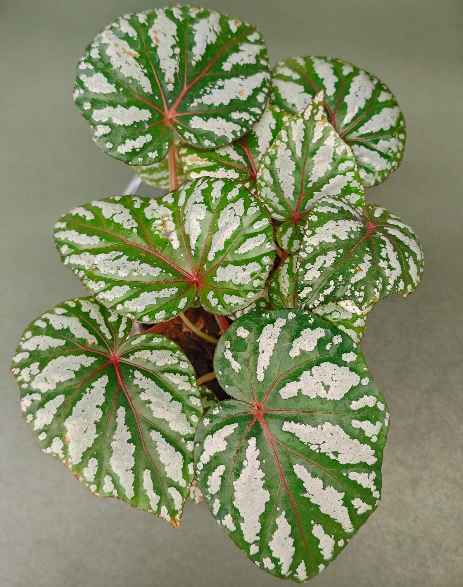 Begonia ‘Tropical Girl’ features leaves with a rich green base color, overlaid with irregular silvery-white mottling that appears brush-painted and radiates outward along the main veins, creating strong depth and contrast. The veins and petioles display subtle reddish tones, adding a distinctive touch of tropical elegance.