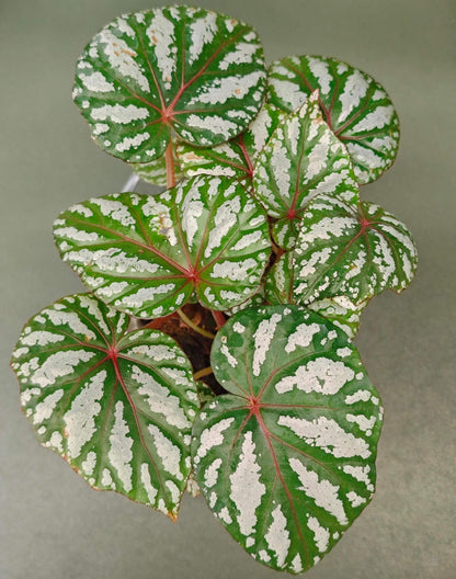 Begonia ‘Tropical Girl’ features leaves with a rich green base color, overlaid with irregular silvery-white mottling that appears brush-painted and radiates outward along the main veins, creating strong depth and contrast. The veins and petioles display subtle reddish tones, adding a distinctive touch of tropical elegance.