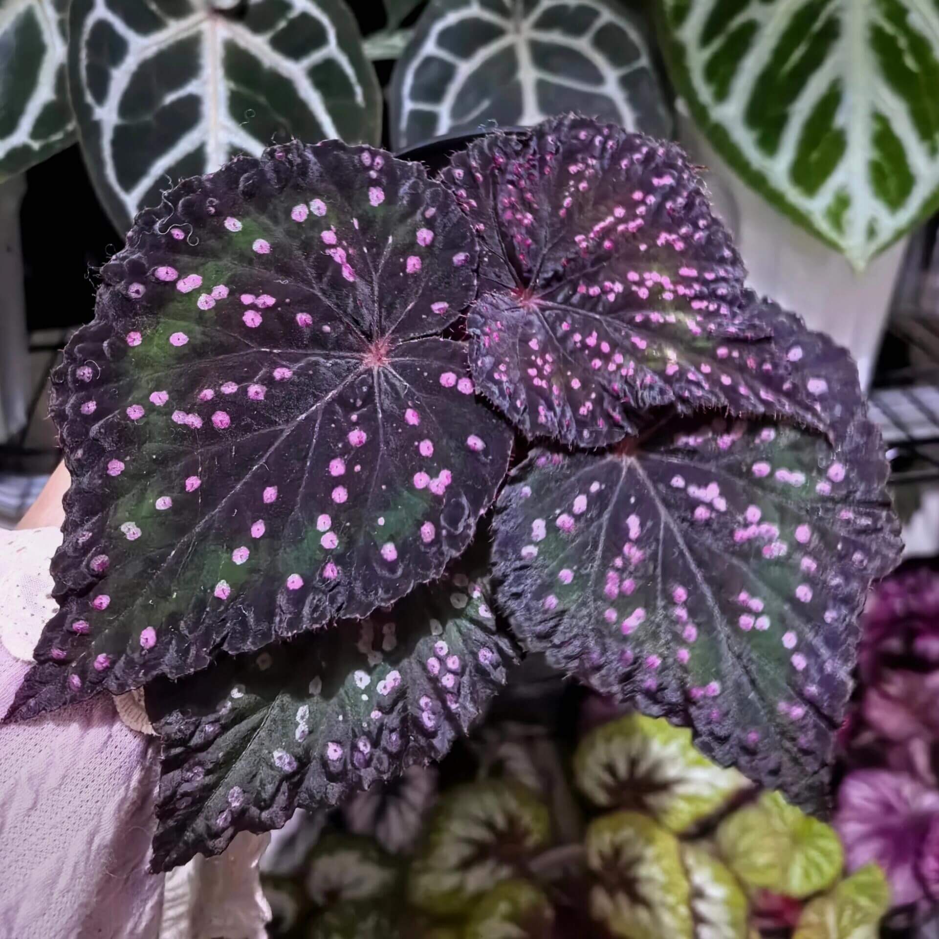 Begonia Twenty-Four is an exceptional hybrid begonia featuring striking black-purple foliage with a distinctive texture. The leaves are adorned with pink, raised speckles that create an eye-catching, textured surface. Small fine hairs cover the surface of the leaves, adding to the plant's unique appearance. Perfect for collectors or enthusiasts, Begonia Twenty-Four makes a bold statement in any indoor plant collection, adding beauty, color, and texture to your home or office space.