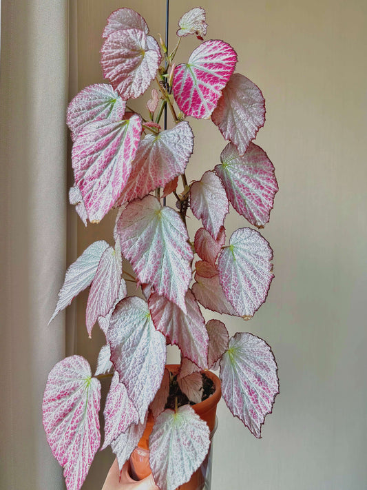 Begonia 'Two Face' is a striking ornamental plant known for its dramatic, two-tone foliage. This cultivar features silver leaves with a hint of pink, retaining deep purple edges and a burgundy underside, creating a bold contrast that adds visual interest to any indoor space. The leaves are small and grooved, giving them a textured appearance. Mature plants typically reach a height of 30–40 cm (12–16 inches) and a width of 30 cm (12 inches).