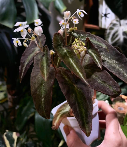 Begonia variabilis ‘Narrow Gold Leaf’ is a highly ornamental begonia with deep brown to nearly black leaves, highlighted by a slender, vivid golden-green midrib that catches the light beautifully. Its elegant form and striking color contrast make it a standout in any plant collection. This begonia thrives in high humidity and moderate light, making it an excellent choice for terrariums, greenhouses, or indoor spaces with controlled conditions.