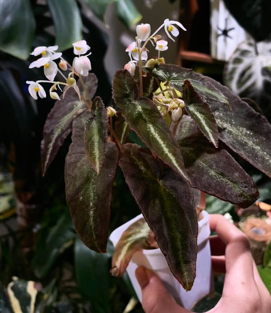 Begonia variabilis ‘Narrow Gold Leaf’ is a highly ornamental begonia with deep brown to nearly black leaves, highlighted by a slender, vivid golden-green midrib that catches the light beautifully. Its elegant form and striking color contrast make it a standout in any plant collection. This begonia thrives in high humidity and moderate light, making it an excellent choice for terrariums, greenhouses, or indoor spaces with controlled conditions.