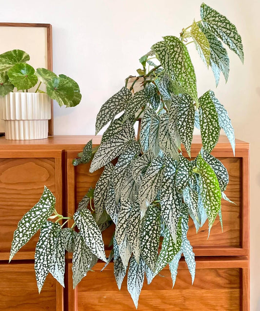 Begonia ‘White Ice’ is a cane-type hybrid begonia with deep green, long, narrow, asymmetrical leaves densely covered in silvery-white spots, creating a frosted “white ice” effect. Mature leaves typically measure 10–20 cm in length. It produces delicate pale pink flowers in clusters, providing a soft contrast to its striking foliage.