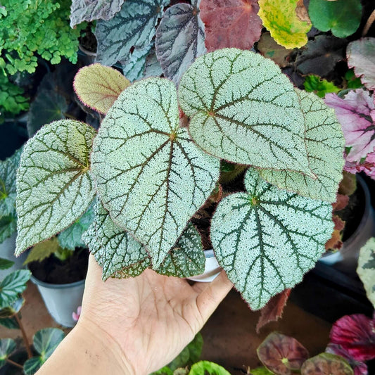 Begonia ‘White Sand’ is a cultivated hybrid Begonia selected for its luminous silvery foliage. The leaves are broadly ovate to cordate and densely covered with fine reflective hairs, creating a soft, sand-like texture. Dark green veins radiate from the center of each leaf, forming a striking contrast against the pale background. This hybrid is primarily grown for ornamental foliage and performs best under bright, indirect light with high humidity.