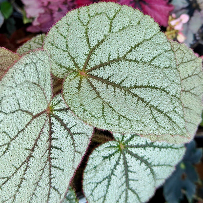 Begonia ‘White Sand’ is a cultivated hybrid Begonia selected for its luminous silvery foliage. The leaves are broadly ovate to cordate and densely covered with fine reflective hairs, creating a soft, sand-like texture. Dark green veins radiate from the center of each leaf, forming a striking contrast against the pale background. This hybrid is primarily grown for ornamental foliage and performs best under bright, indirect light with high humidity.