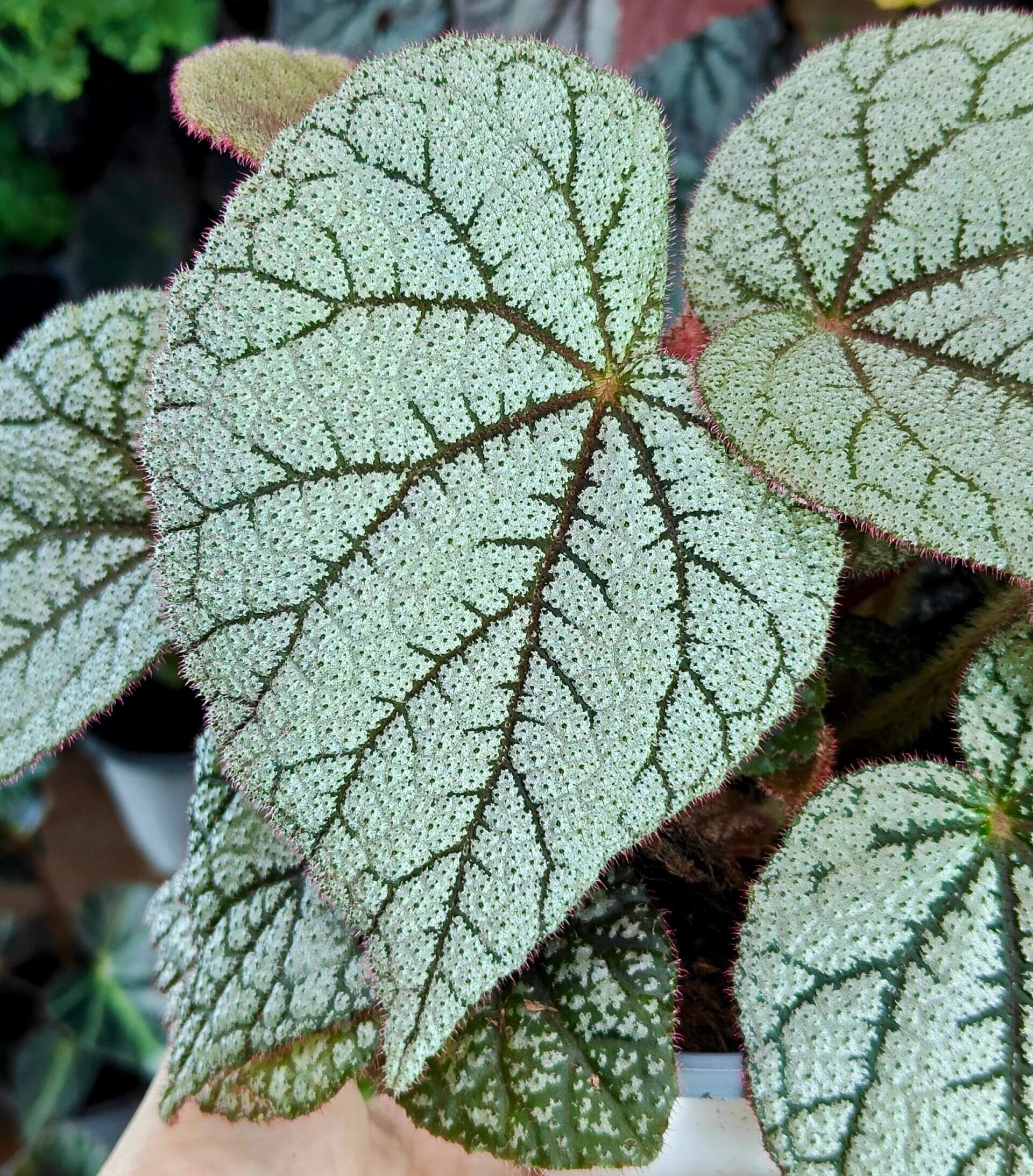 Begonia ‘White Sand’ is a cultivated hybrid Begonia selected for its luminous silvery foliage. The leaves are broadly ovate to cordate and densely covered with fine reflective hairs, creating a soft, sand-like texture. Dark green veins radiate from the center of each leaf, forming a striking contrast against the pale background. This hybrid is primarily grown for ornamental foliage and performs best under bright, indirect light with high humidity.