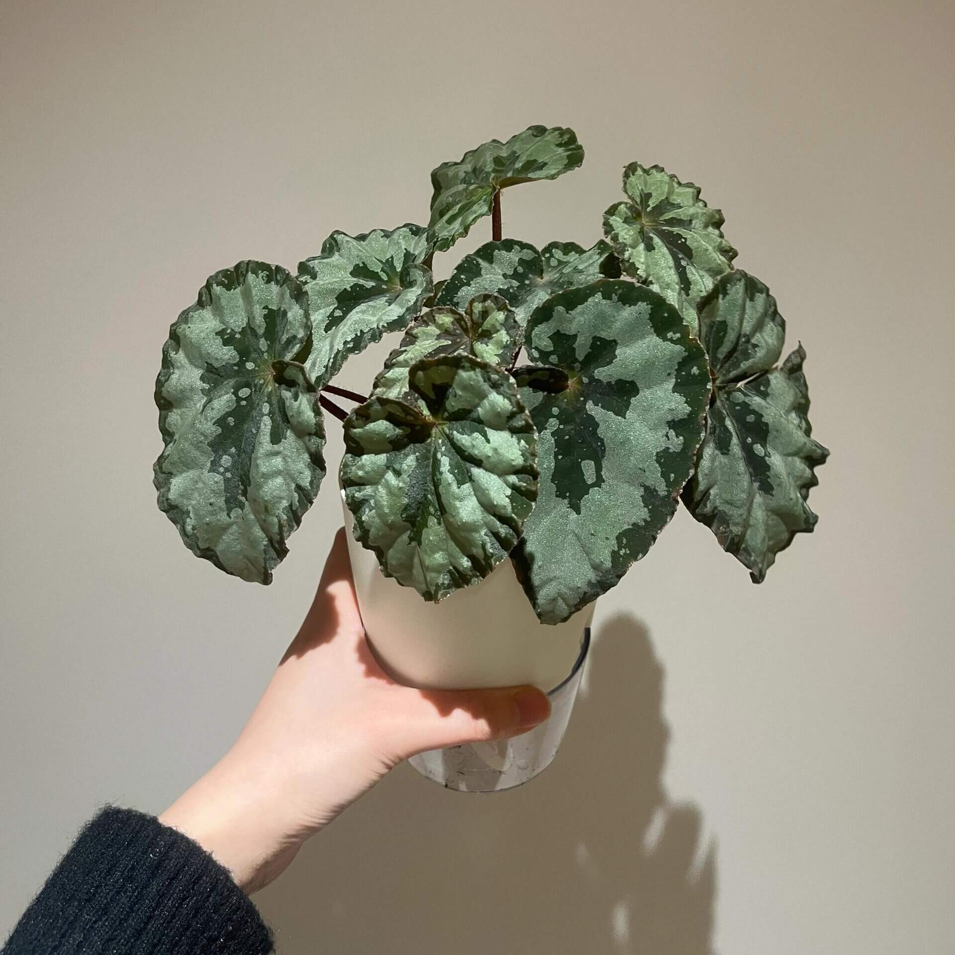 Begonia austroguangxiensis for Sale – Begin With Plants
