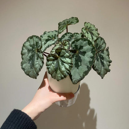 Begonia austroguangxiensis is native to Guangxi, China. Its leaves are asymmetrical and heart-shaped, with a relatively thick texture. The overall base color ranges from cool-toned silver-gray to gray-green. From the point where the petiole meets the leaf, dark green to nearly black radiating patterns extend outward, appearing natural and organic, reminiscent of ink-wash paintings or the silhouette of torn leaves.