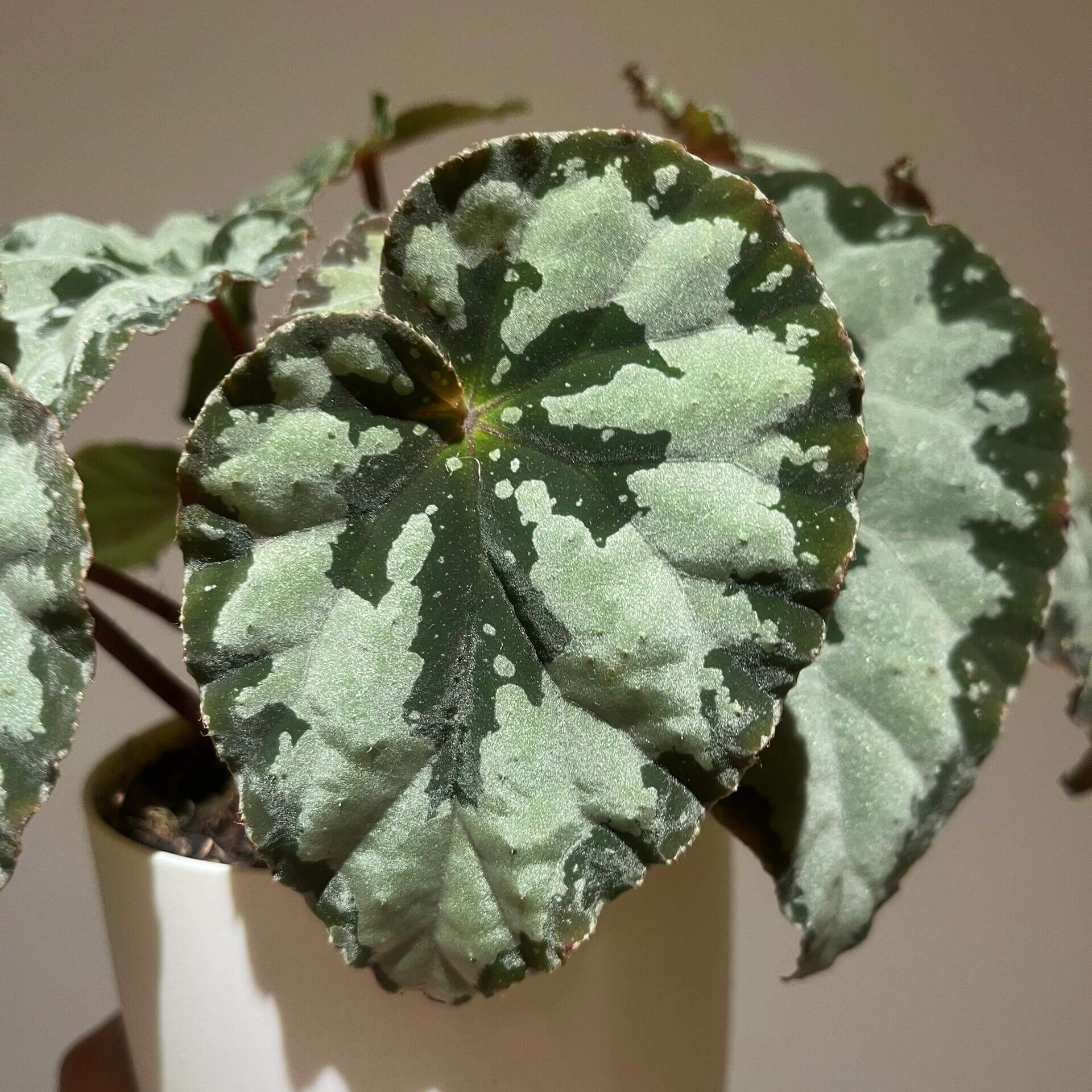 Begonia austroguangxiensis is native to Guangxi, China. Its leaves are asymmetrical and heart-shaped, with a relatively thick texture. The overall base color ranges from cool-toned silver-gray to gray-green. From the point where the petiole meets the leaf, dark green to nearly black radiating patterns extend outward, appearing natural and organic, reminiscent of ink-wash paintings or the silhouette of torn leaves.