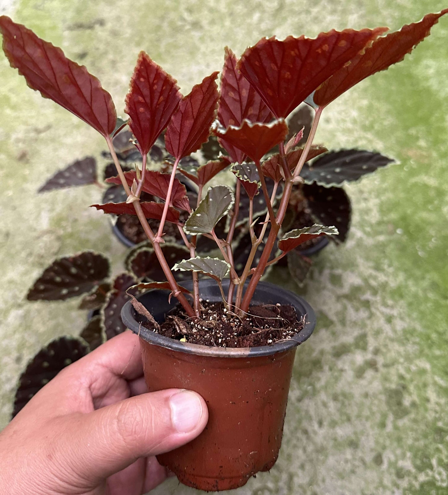 Begonia (darthvaderiana × malachosticta) belongs to the cane-type begonias and is a hybrid created from Begonia darthvaderiana and Begonia malachosticta. This hybrid combines the unique characteristics of both parent species. Its leaves are black with subtle purplish-red or brownish hues, and the edges are yellow-green. The surface is randomly speckled with yellow-green spots, creating a striking contrast with the dark leaves, making it visually captivating.