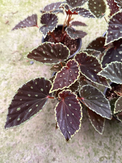 Begonia (darthvaderiana × malachosticta) belongs to the cane-type begonias and is a hybrid created from Begonia darthvaderiana and Begonia malachosticta. This hybrid combines the unique characteristics of both parent species. Its leaves are black with subtle purplish-red or brownish hues, and the edges are yellow-green. The surface is randomly speckled with yellow-green spots, creating a striking contrast with the dark leaves, making it visually captivating.