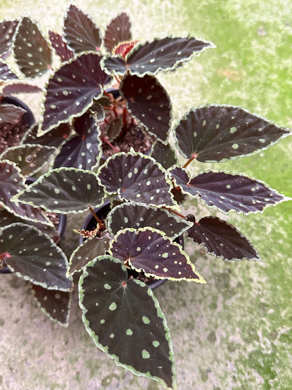 Begonia (darthvaderiana × malachosticta) belongs to the cane-type begonias and is a hybrid created from Begonia darthvaderiana and Begonia malachosticta. This hybrid combines the unique characteristics of both parent species. Its leaves are black with subtle purplish-red or brownish hues, and the edges are yellow-green. The surface is randomly speckled with yellow-green spots, creating a striking contrast with the dark leaves, making it visually captivating.