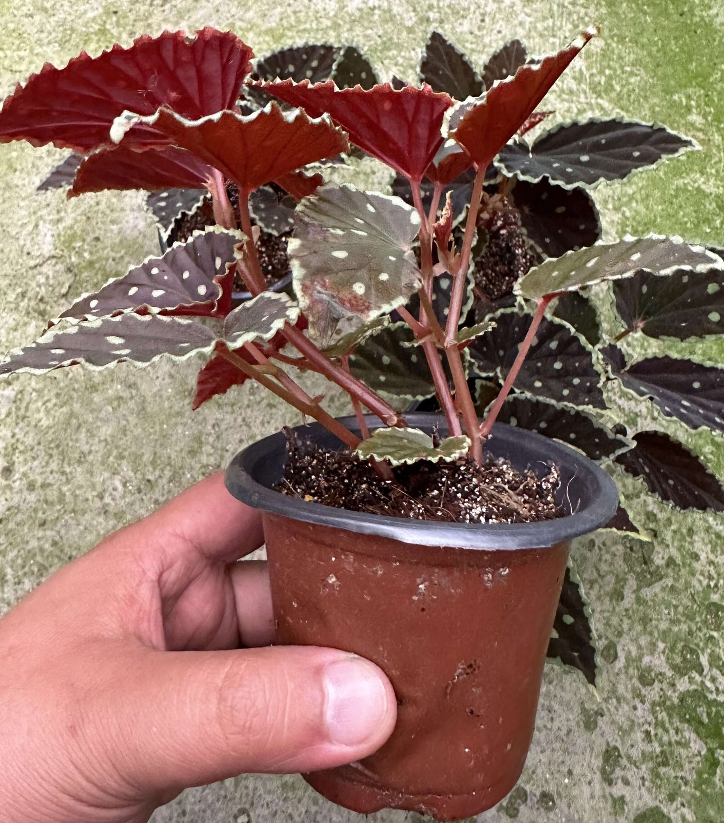 Begonia (darthvaderiana × malachosticta) belongs to the cane-type begonias and is a hybrid created from Begonia darthvaderiana and Begonia malachosticta. This hybrid combines the unique characteristics of both parent species. Its leaves are black with subtle purplish-red or brownish hues, and the edges are yellow-green. The surface is randomly speckled with yellow-green spots, creating a striking contrast with the dark leaves, making it visually captivating.