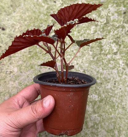 Begonia (darthvaderiana × malachosticta) belongs to the cane-type begonias and is a hybrid created from Begonia darthvaderiana and Begonia malachosticta. This hybrid combines the unique characteristics of both parent species. Its leaves are black with subtle purplish-red or brownish hues, and the edges are yellow-green. The surface is randomly speckled with yellow-green spots, creating a striking contrast with the dark leaves, making it visually captivating.