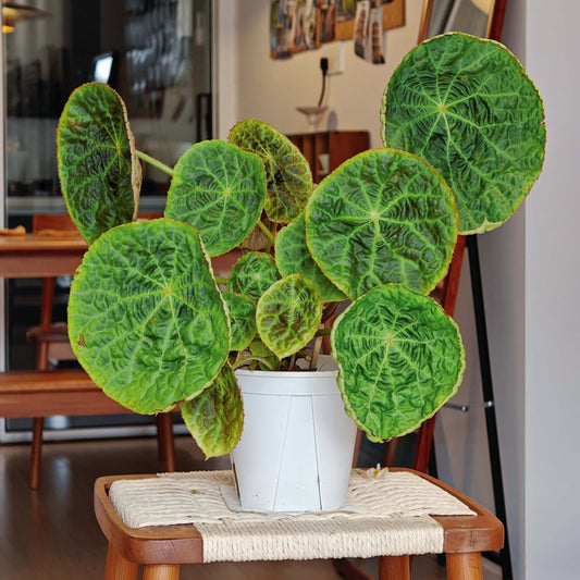 Begonia (goegoensis × natunaensis) is a hybrid created from Begonia goegoensis and Begonia natunaensis. This hybrid combines the unique characteristics of both parent species.