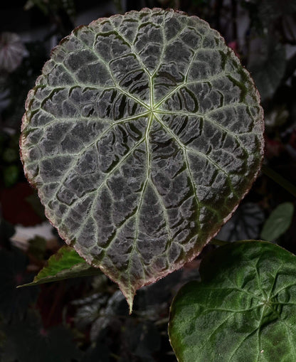 Begonia (goegoensis × natunaensis) is a hybrid created from Begonia goegoensis and Begonia natunaensis. This hybrid combines the unique characteristics of both parent species.