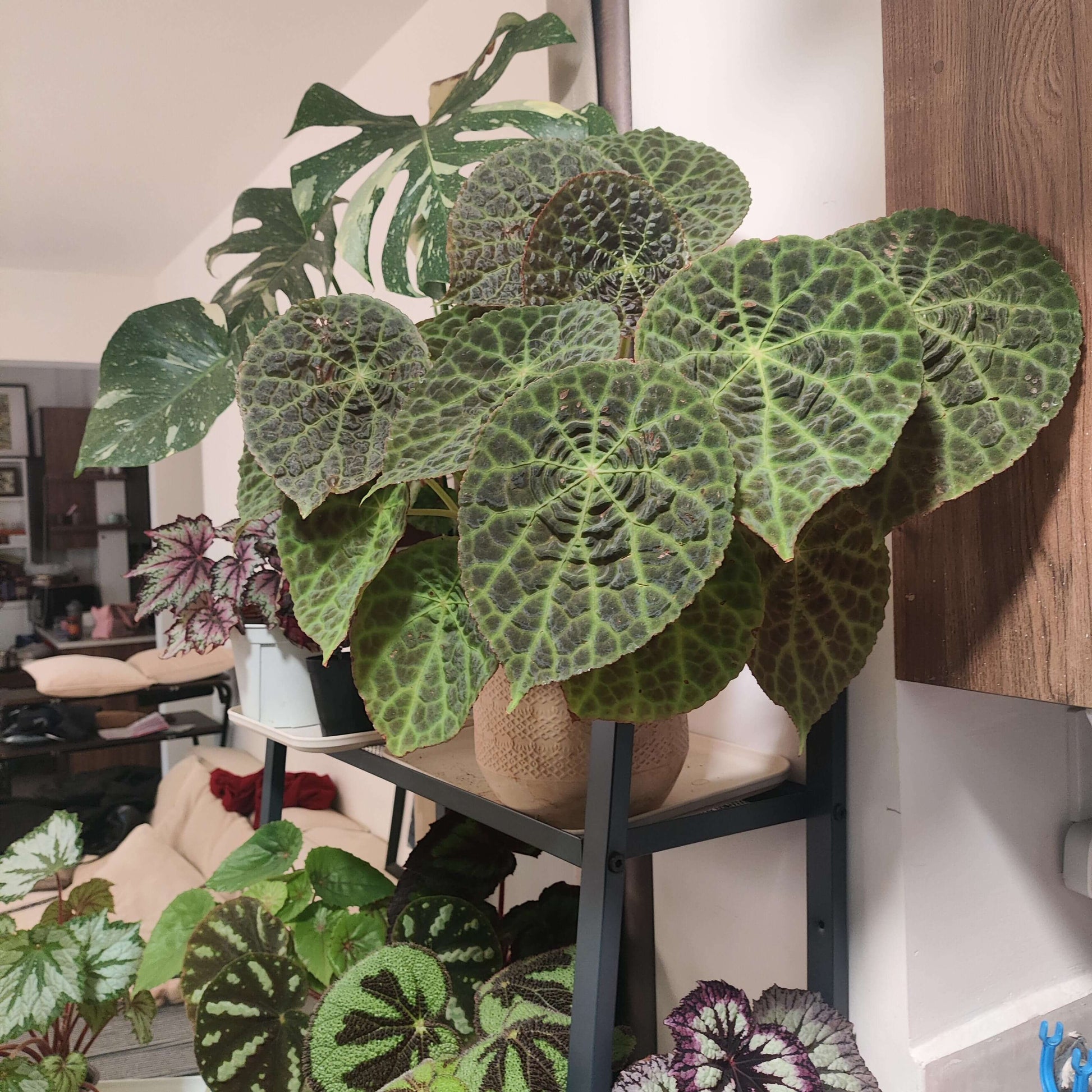 Begonia (goegoensis × natunaensis) is a hybrid created from Begonia goegoensis and Begonia natunaensis. This hybrid combines the unique characteristics of both parent species.