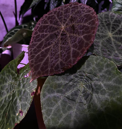 Begonia (goegoensis × natunaensis) is a hybrid created from Begonia goegoensis and Begonia natunaensis. This hybrid combines the unique characteristics of both parent species.