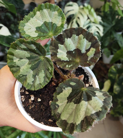 Begonia jingxiensis var. mashanica is a rare, rhizomatous perennial from the limestone hills and cave mouths of Guangxi, China. It grows by means of creeping underground stems that root at each node, sending up nearly circular, peltate leaves with softly scalloped edges and a fine fringe of hairs. Each leaf bears bold, irregular patches of pale silvery-green set against a deep green background, and new shoots sometimes show a muted bronze flush before settling into mature tones.