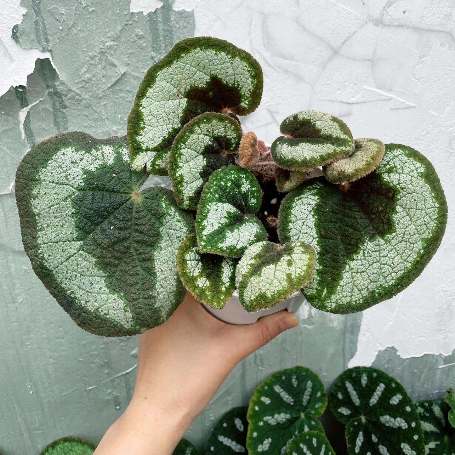 Begonia morsei is a rare and exquisite species native to the Guangxi region of China, known for its unique growing conditions and stunning appearance. First described by Irmscher in 1939, this begonia thrives in shaded, humid environments, typically found on cave walls and the undersides of forest rocks. With its distinctive habitat preferences and rarity, Begonia morsei is a prized addition for advanced plant collectors and horticultural enthusiasts.