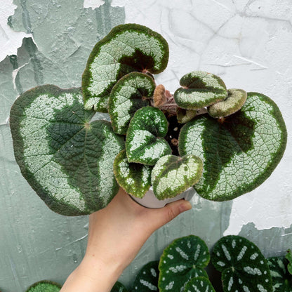 Begonia morsei is a rare and exquisite species native to the Guangxi region of China, known for its unique growing conditions and stunning appearance. First described by Irmscher in 1939, this begonia thrives in shaded, humid environments, typically found on cave walls and the undersides of forest rocks. With its distinctive habitat preferences and rarity, Begonia morsei is a prized addition for advanced plant collectors and horticultural enthusiasts.