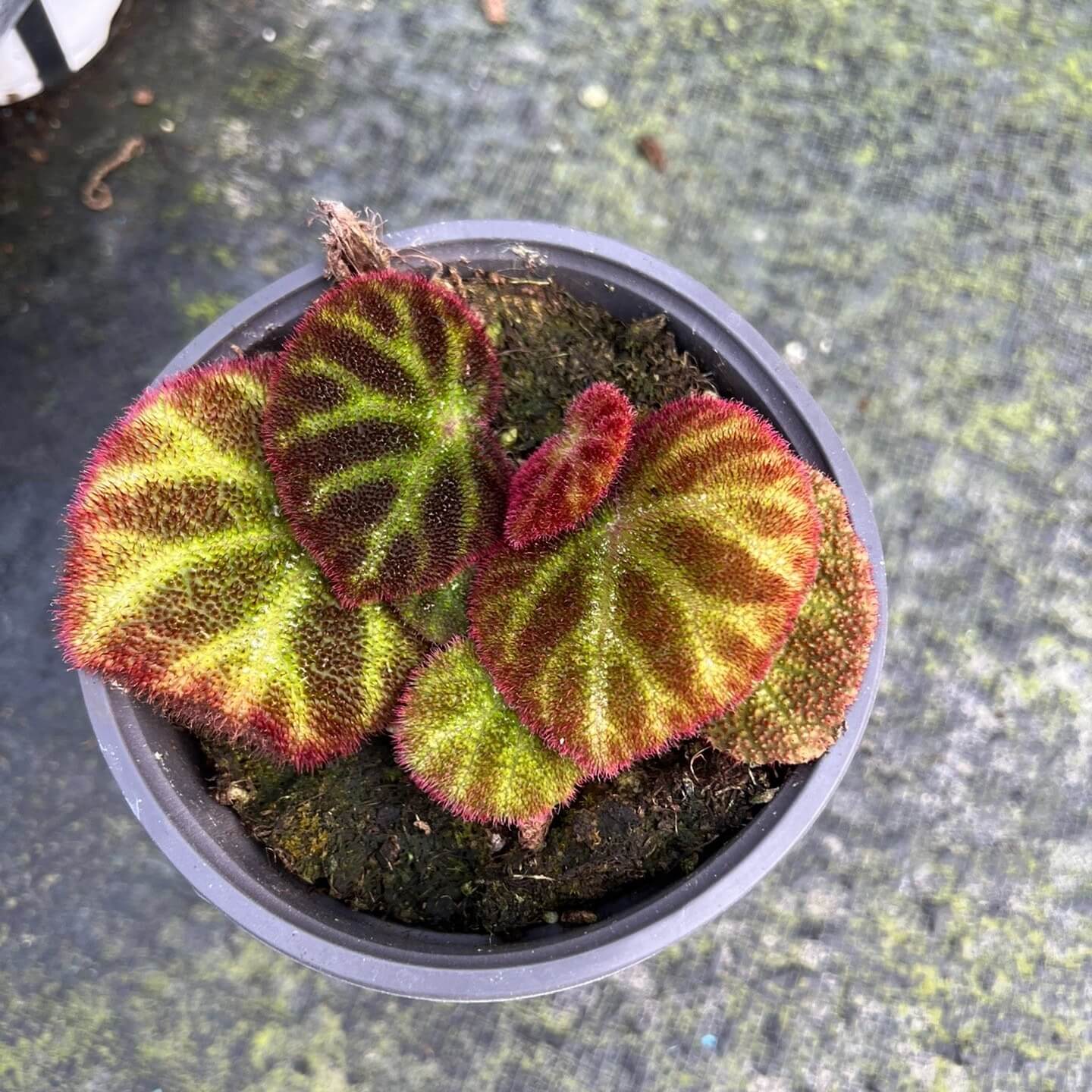 Begonia ningmingensis var. bella is a stunning begonia variety from the Guangxi region in China, prized for its unique foliage and striking appearance. Known for its beauty and elegance, this begonia is an excellent choice for plant enthusiasts looking to add a rare and visually captivating specimen to their collection.