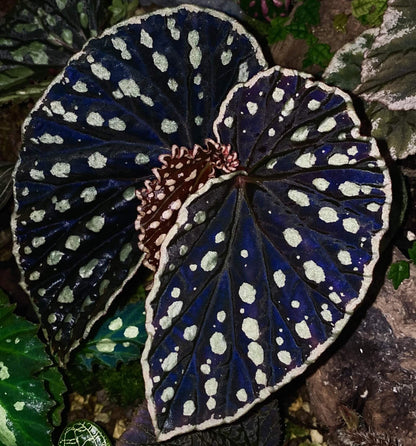 Begonia (sp. Kalimantan Umbrella × darthvaderiana) is a hybrid begonia known for its striking black foliage adorned with vibrant yellow spots, complemented by a yellow-edged border. Its unique appearance makes it an ideal plant for those seeking beauty and mystery. Perfect for experienced growers, it thrives in high-humidity environments and is an excellent choice for indoor spaces or terrariums.