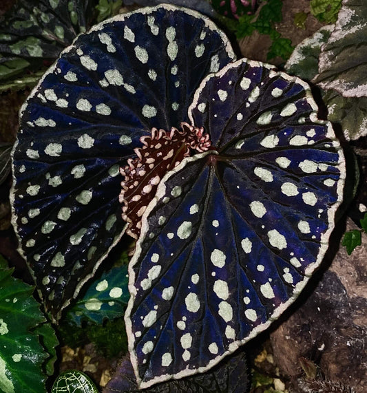Begonia (sp. Kalimantan Umbrella × darthvaderiana) is a hybrid begonia known for its striking black foliage adorned with vibrant yellow spots, complemented by a yellow-edged border. Its unique appearance makes it an ideal plant for those seeking beauty and mystery. Perfect for experienced growers, it thrives in high-humidity environments and is an excellent choice for indoor spaces or terrariums.