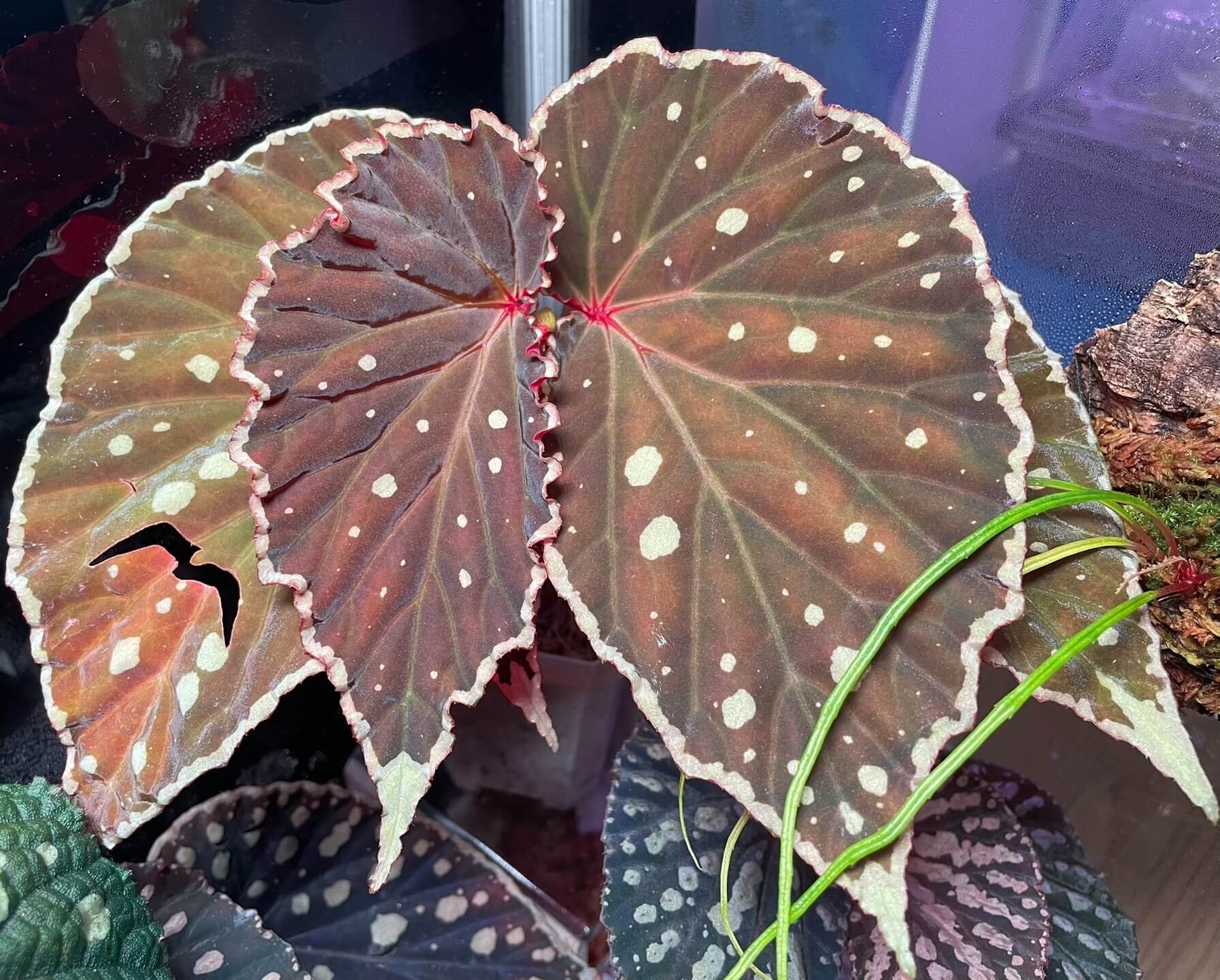 Begonia (sp. Sarawak ‘Spots’ × sp. Mantuk) features green to brown foliage adorned with silver-white spots, while the leaf margins are also edged in silver-white, giving the leaves a refined, high-contrast appearance.