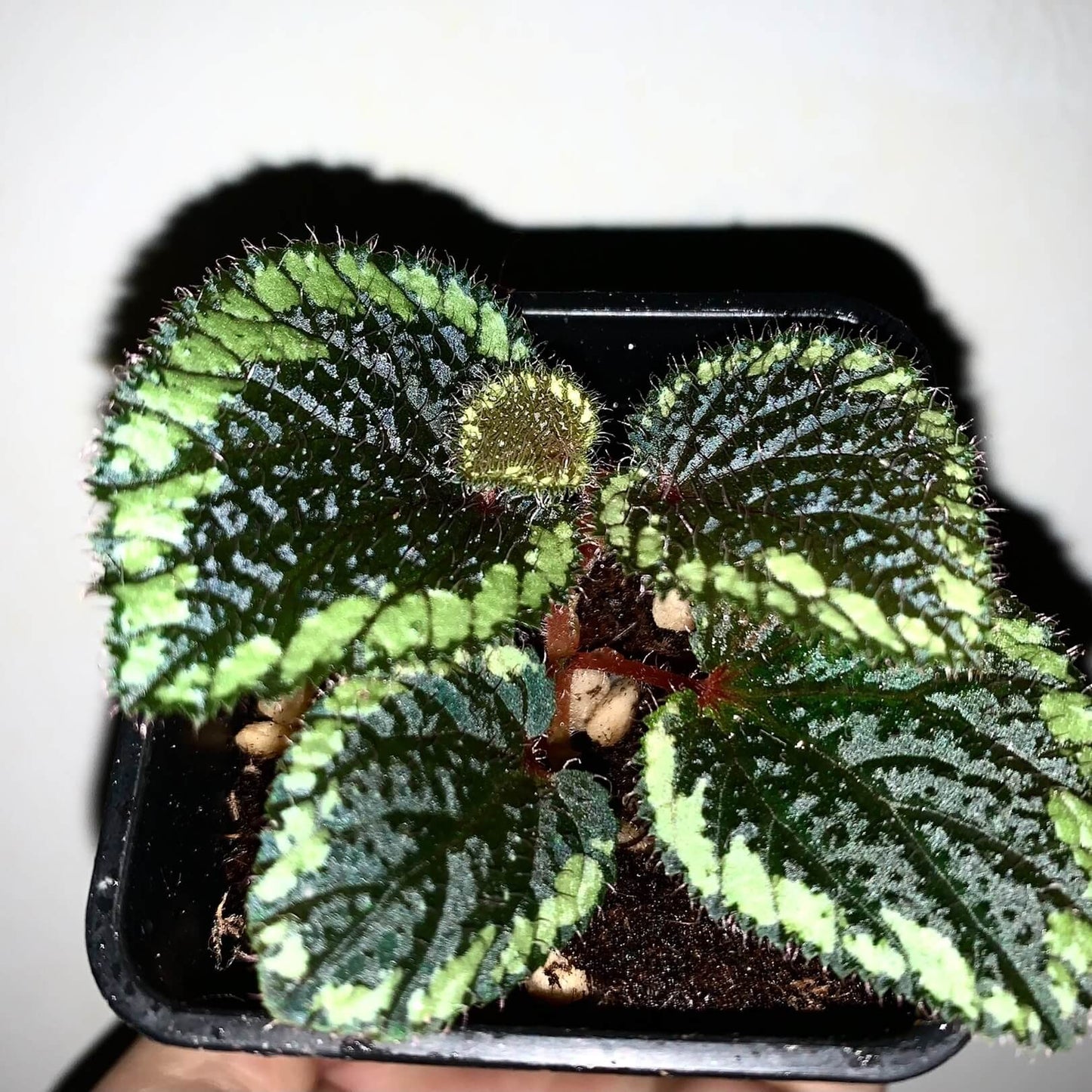 Begonia sp. Baik Corak is a captivating begonia variety endemic to Borneo, Indonesia. Known for its deep green or black leaves with yellow edges and red, hairy textures, this plant is a prized addition to any collection. However, it requires experienced care to thrive.