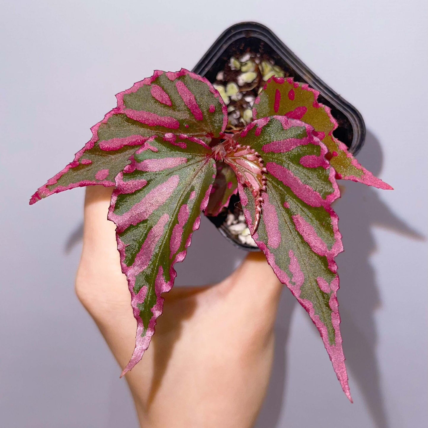 Begonia sp. Julau is a rare and visually striking plant native to the humid forests of Julau, Sarawak, Malaysia. Renowned for its unique angel-wing-shaped leaves adorned with beautiful pink spots, this begonia adds an exotic and captivating touch to any indoor plant collection. With its distinct appearance, it is highly sought after by plant enthusiasts and collectors looking for something truly special.