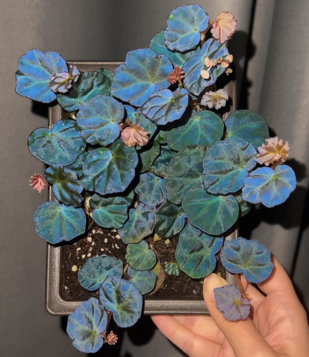 Begonia sp. Sarawak is a rare and beautiful species native to the Sarawak region of Borneo, Malaysia. Known for its unique beauty, this begonia thrives in high-humidity environments, making it an ideal choice for terrariums, glass domes, or greenhouses. It has deep green, glossy leaves with a subtle bluish tint and grows as a low, creeping plant, making it perfect for small spaces or as a decorative addition to a larger plant collection.