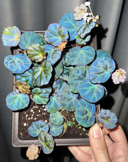 Begonia sp. Sarawak is a rare and beautiful species native to the Sarawak region of Borneo, Malaysia. Known for its unique beauty, this begonia thrives in high-humidity environments, making it an ideal choice for terrariums, glass domes, or greenhouses. It has deep green, glossy leaves with a subtle bluish tint and grows as a low, creeping plant, making it perfect for small spaces or as a decorative addition to a larger plant collection.