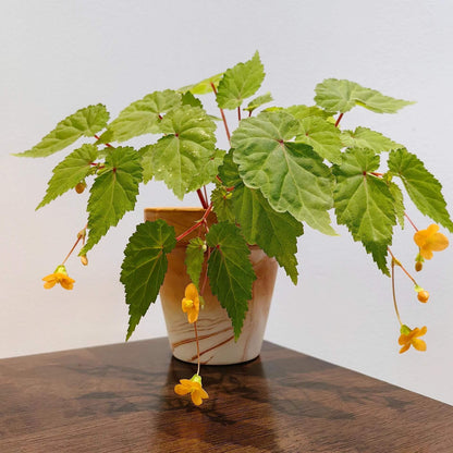 Begonia sutherlandii 'Papaya' is a tuberous perennial that produces clusters of soft orange flowers from midsummer to the first frosts. The plant typically grows to a height of 30 cm (12 inches) and has a trailing habit, making it ideal for hanging baskets or containers. The foliage is green with slight red tinges, adding to the plant's ornamental appeal. It is possibly hardy in drained soil with a good mulch, making it suitable for outdoor cultivation in milder climates.