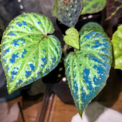 Begonia tenuifolia, formerly known as Begonia sp. West Java, is a captivating species native to West Java. The plant features delicate light green leaves that are edged with dark spots ranging from black to brown. These spots are not only found along the edges but also scattered across the surface of the leaves, adding to the plant’s unique and eye-catching appearance. In low-light environments, the leaves may exhibit a soft blue glow, enhancing the mystical charm of this begonia.