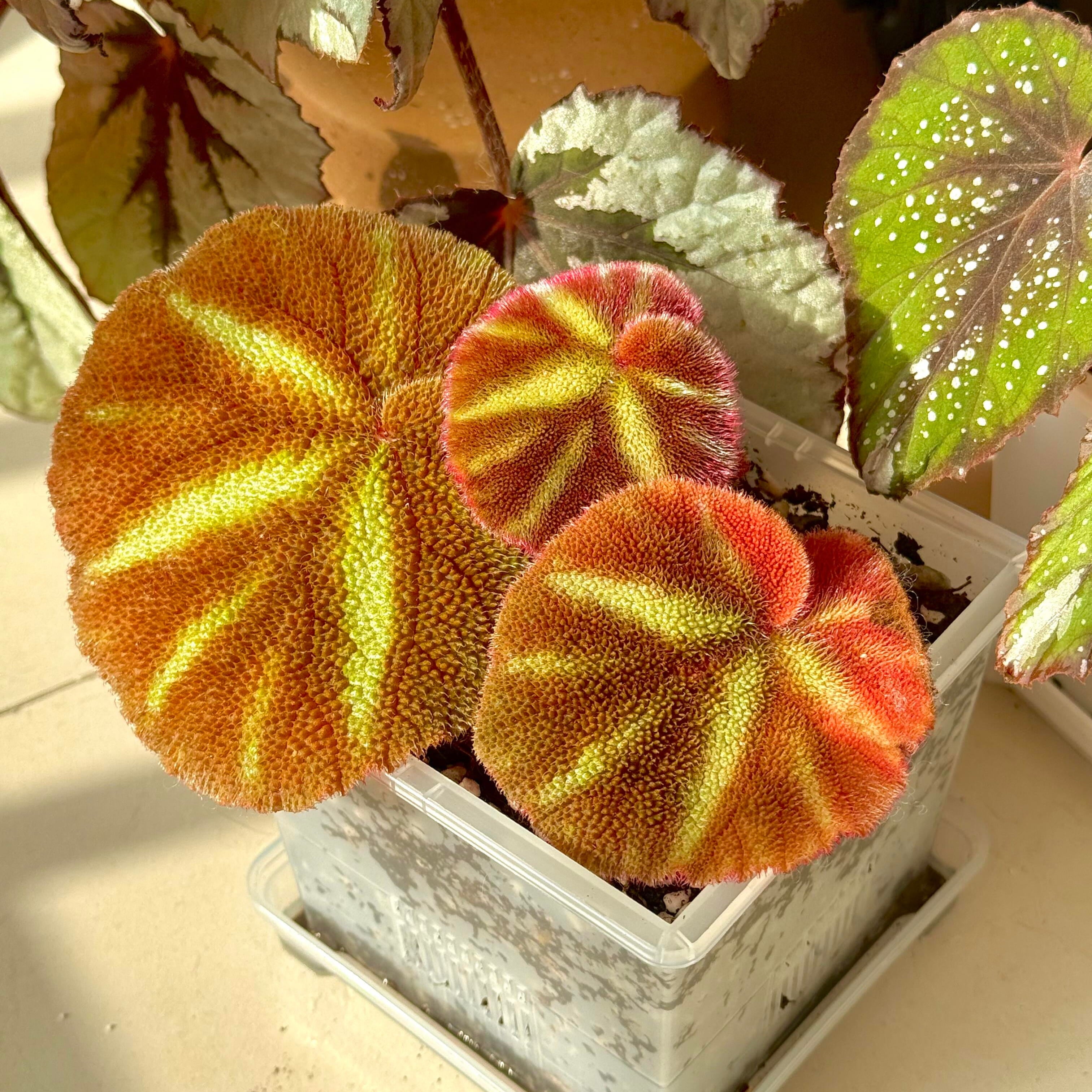 Begonia zhongyangiana for Sale – Begin With Plants