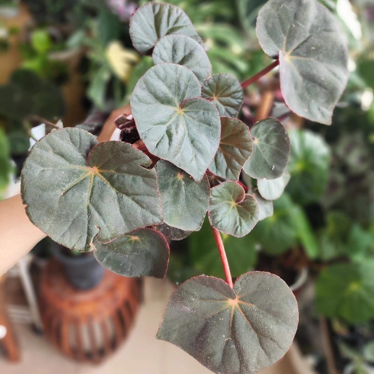 Begonia acetosa is a species in the family Begoniaceae, native to southeastern Brazil, particularly in Atlantic Forest regions such as areas near Rio de Janeiro. The species is noted for its ornamental foliage, and its leaves have a mildly sour taste. The name acetosa is derived from Latin, meaning “acidic” or “vinegar-like,” referring to this characteristic flavor of the leaves.