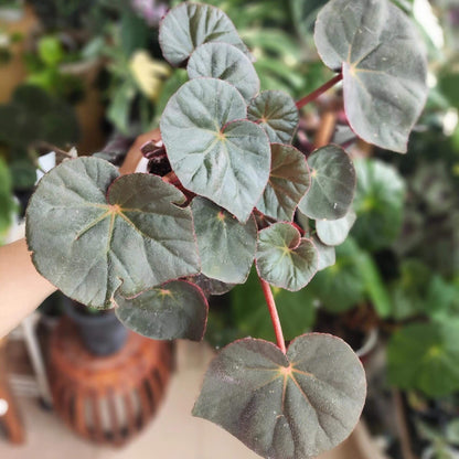 Begonia acetosa is a species in the family Begoniaceae, native to southeastern Brazil, particularly in Atlantic Forest regions such as areas near Rio de Janeiro. The species is noted for its ornamental foliage, and its leaves have a mildly sour taste. The name acetosa is derived from Latin, meaning “acidic” or “vinegar-like,” referring to this characteristic flavor of the leaves.