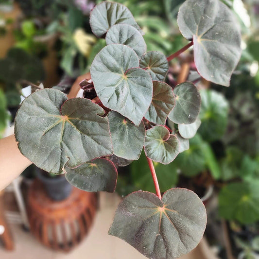 Begonia acetosa is a species in the family Begoniaceae, native to southeastern Brazil, particularly in Atlantic Forest regions such as areas near Rio de Janeiro. The species is noted for its ornamental foliage, and its leaves have a mildly sour taste. The name acetosa is derived from Latin, meaning “acidic” or “vinegar-like,” referring to this characteristic flavor of the leaves.