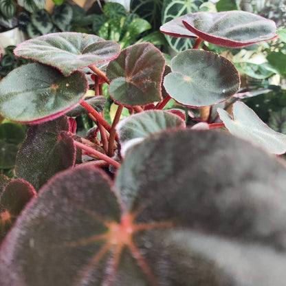 Begonia acetosa is a species in the family Begoniaceae, native to southeastern Brazil, particularly in Atlantic Forest regions such as areas near Rio de Janeiro. The species is noted for its ornamental foliage, and its leaves have a mildly sour taste. The name acetosa is derived from Latin, meaning “acidic” or “vinegar-like,” referring to this characteristic flavor of the leaves.