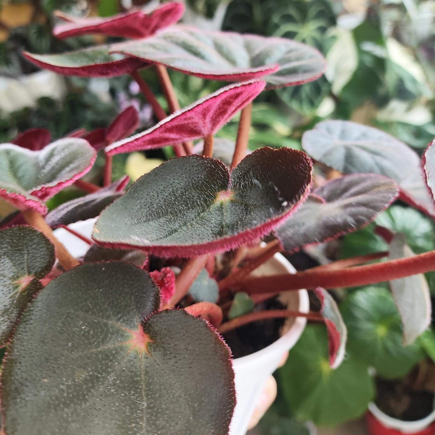 Begonia acetosa is a species in the family Begoniaceae, native to southeastern Brazil, particularly in Atlantic Forest regions such as areas near Rio de Janeiro. The species is noted for its ornamental foliage, and its leaves have a mildly sour taste. The name acetosa is derived from Latin, meaning “acidic” or “vinegar-like,” referring to this characteristic flavor of the leaves.